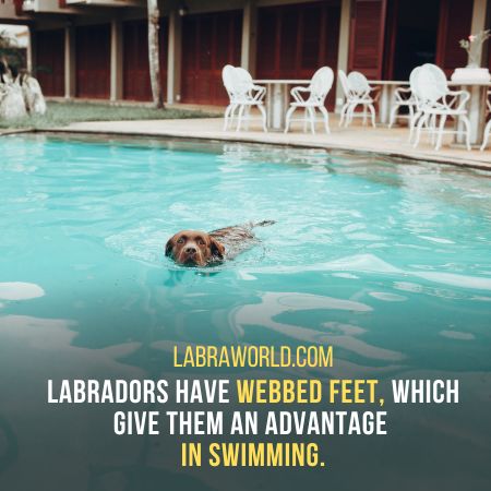 Do Labrador Retrievers Have Webbed Feet?  