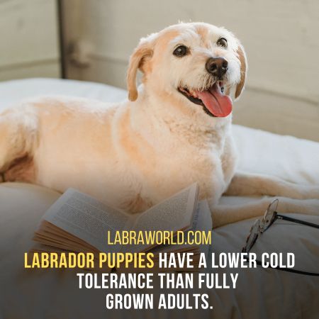 Do labrador puppies need a coat in the winter