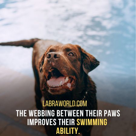 Do Labrador Retrievers Have Webbed Feet?  