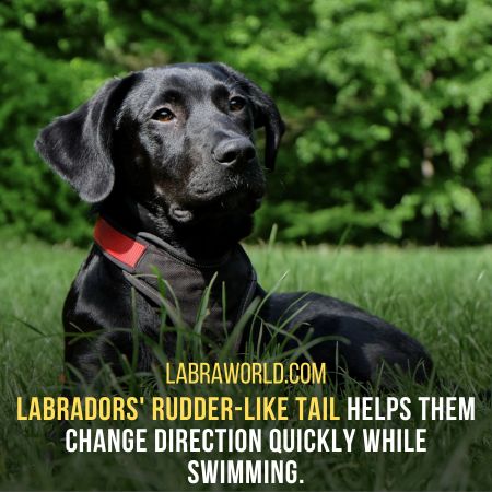 Do Labrador Retrievers Have Webbed Feet?  