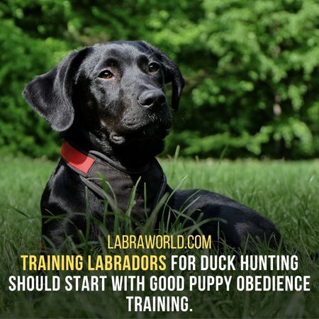 Are labradors good for duck hunting