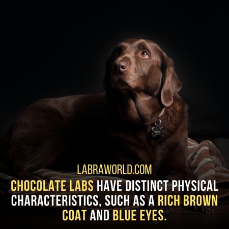 Chocolate Labradors