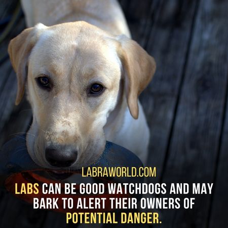 Do Labradors Bark A Lot?