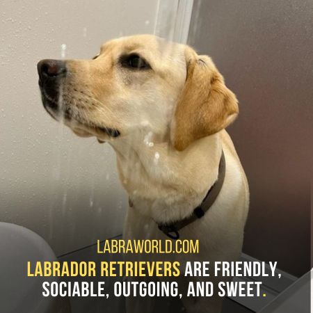Labrador Vs Golden Retrievers