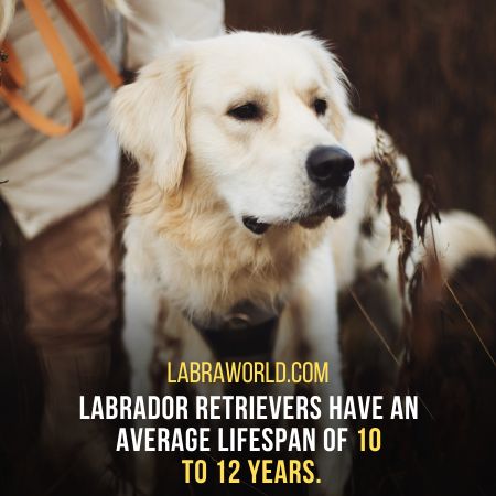 Labrador Lifespan