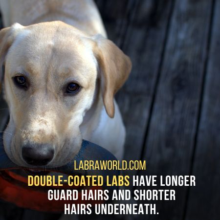 Double Coated Labradors