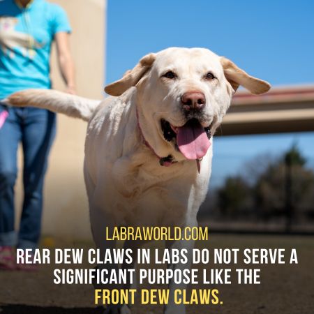 rear dew claws