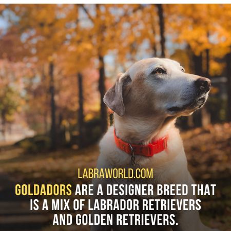 Labrador Golden Retriever Mix