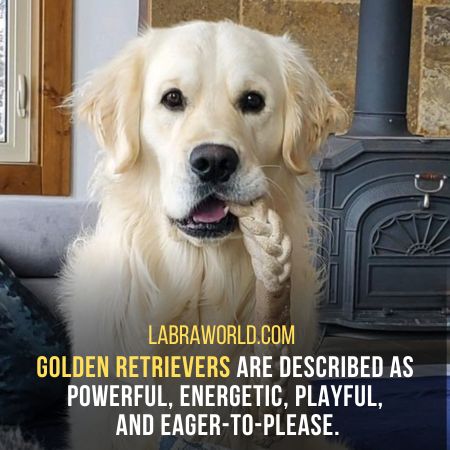 Labrador Vs Golden Retrievers