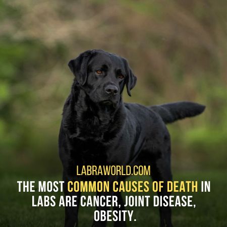 Labrador Lifespan