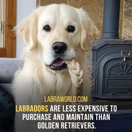 Why Are Labradors More Popular Than Golden Retrievers