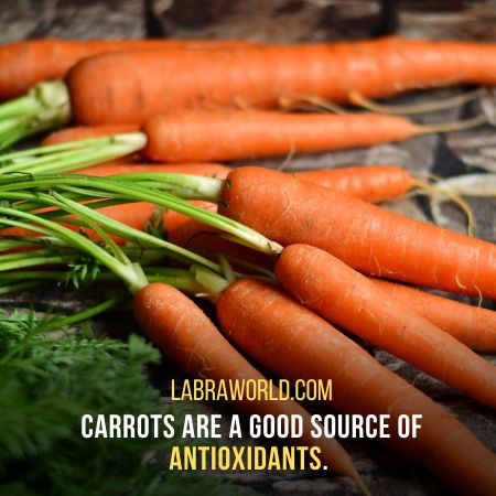 Can Labrador Eat Carrots