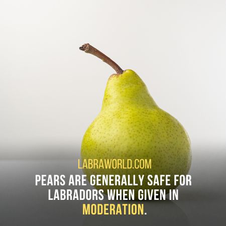Can Labrador Eat Pear