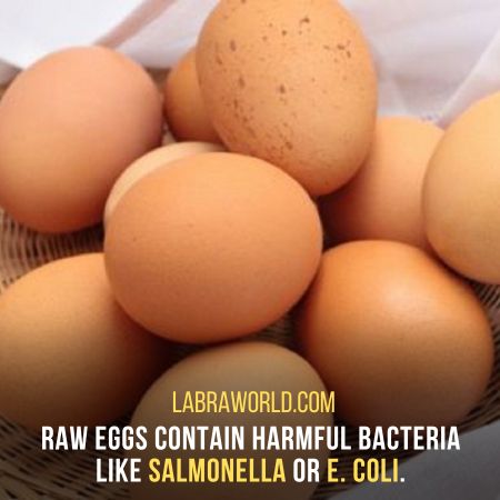 Can labrador eat raw egg