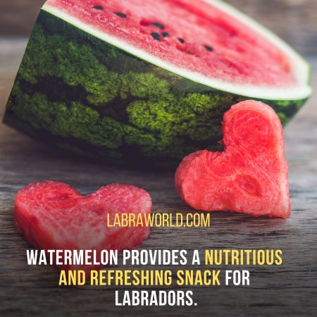 Can Labrador Eat Watermelon