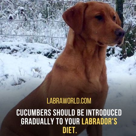 Can Labrador Eat Cucumber