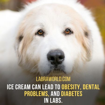 Can Labrador Eat Ice Cream