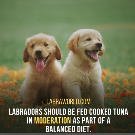 can labrador eat tuna