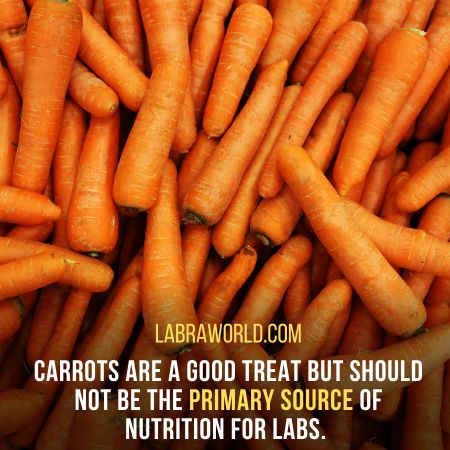 Can Labrador Eat Carrots