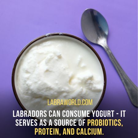 can labrador eat yogurt