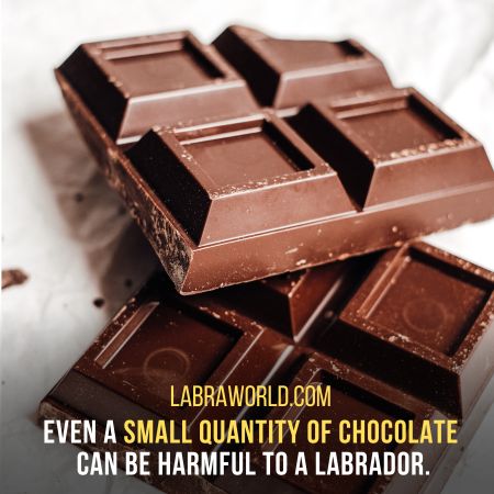 Can Labrador Eat Chocolate