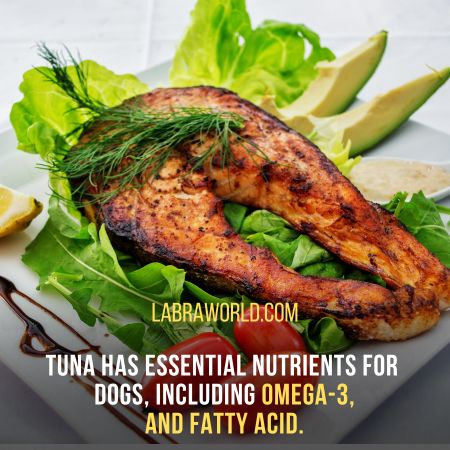 can labrador eat tuna